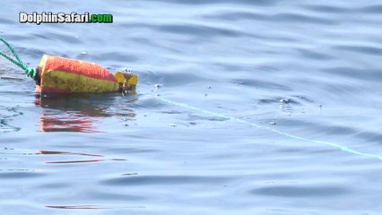 Cette baleine de 25m de long est étranglée par des lignes de pêches en Californie