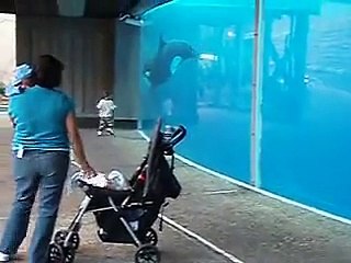 A Killer Whale Plays Chase With A Toddler