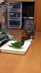 Une chouette curieuse vient voir son pote le perroquet