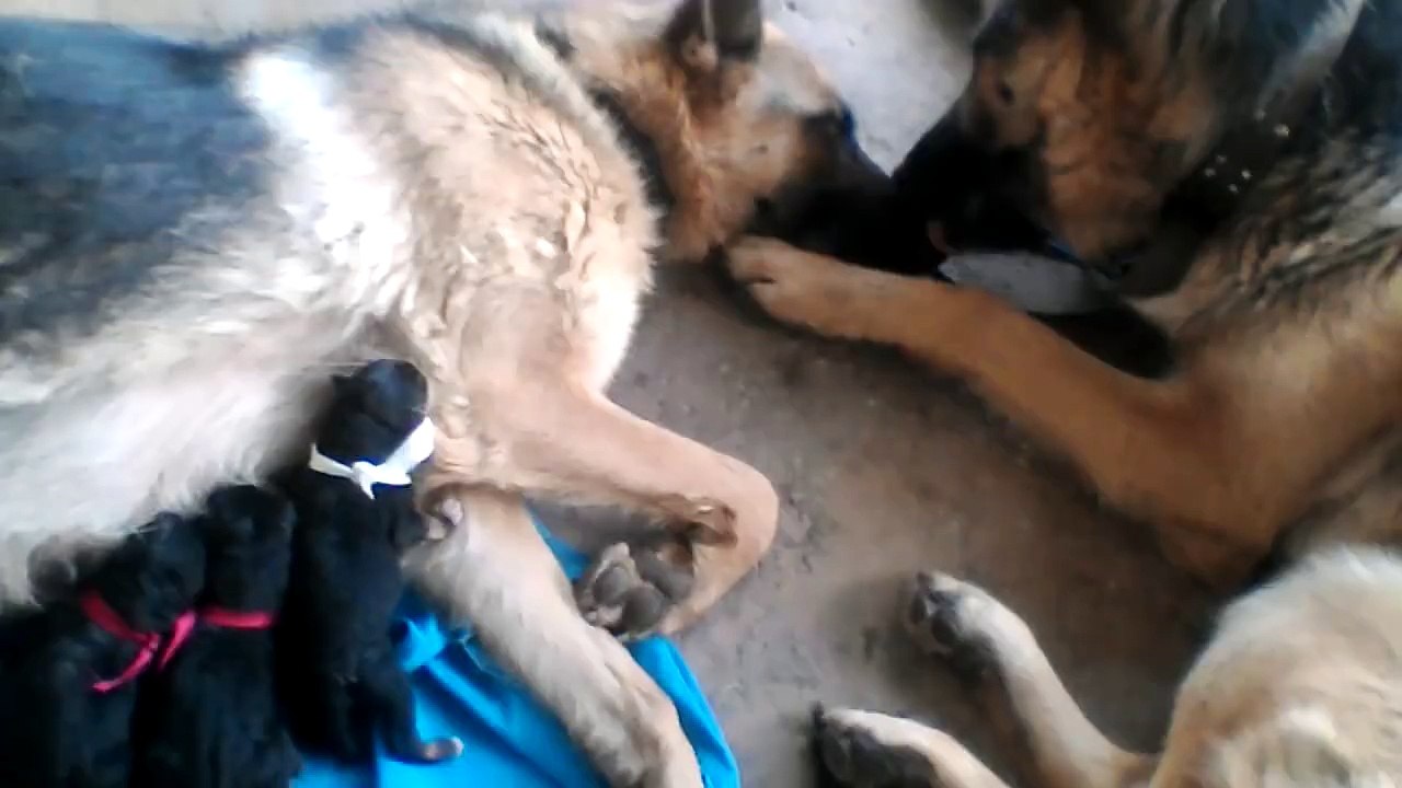 Ce berger allemand s'occupe de sa femelle alors qu'elle allaite ses petits : adorable