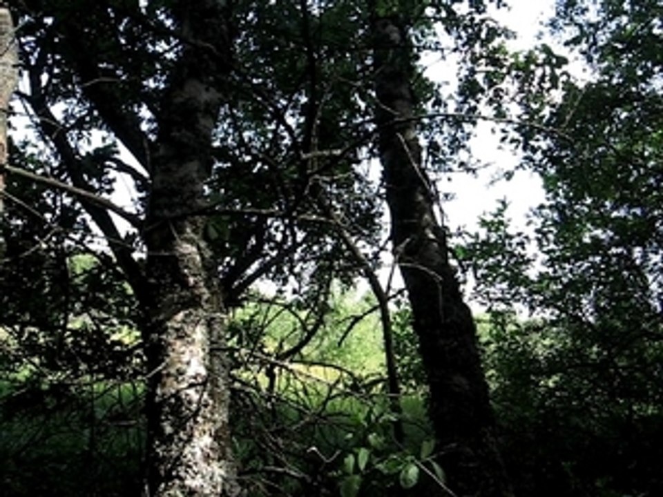 les tourbières de Brujaleine (France - Cantal)