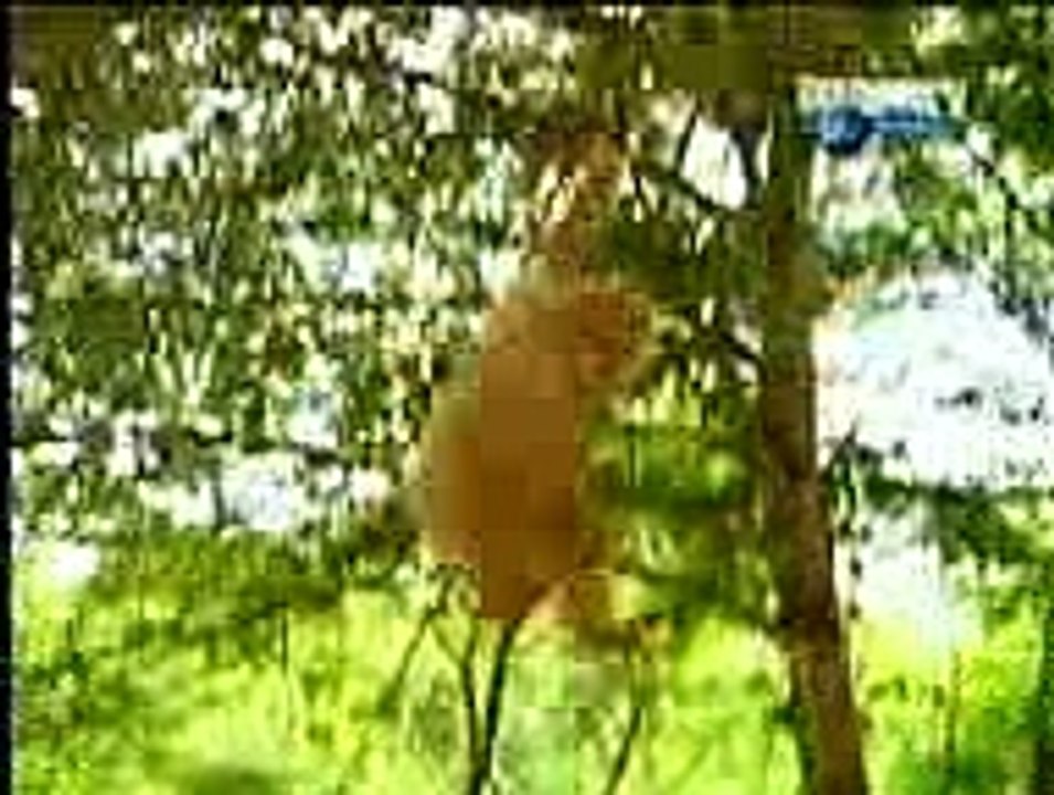 MONKEY & TIGER Fight