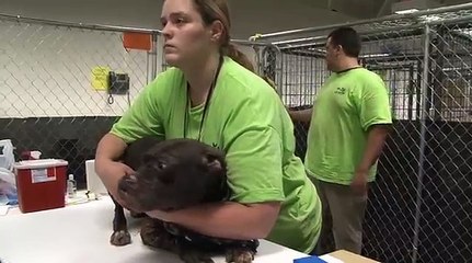 Cette histoire déchirante autour d'un Pitbull va littéralement vous fendre le coeur !