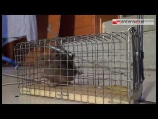 Tg Antenna Sud - Il Comune di San Severo dichiara guerra ai topi