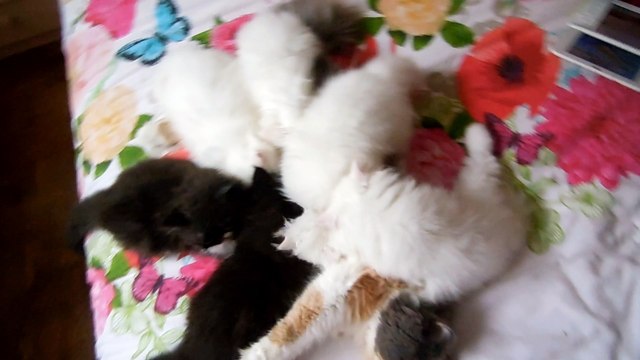 mes bébés deux mois , ont dévore maman