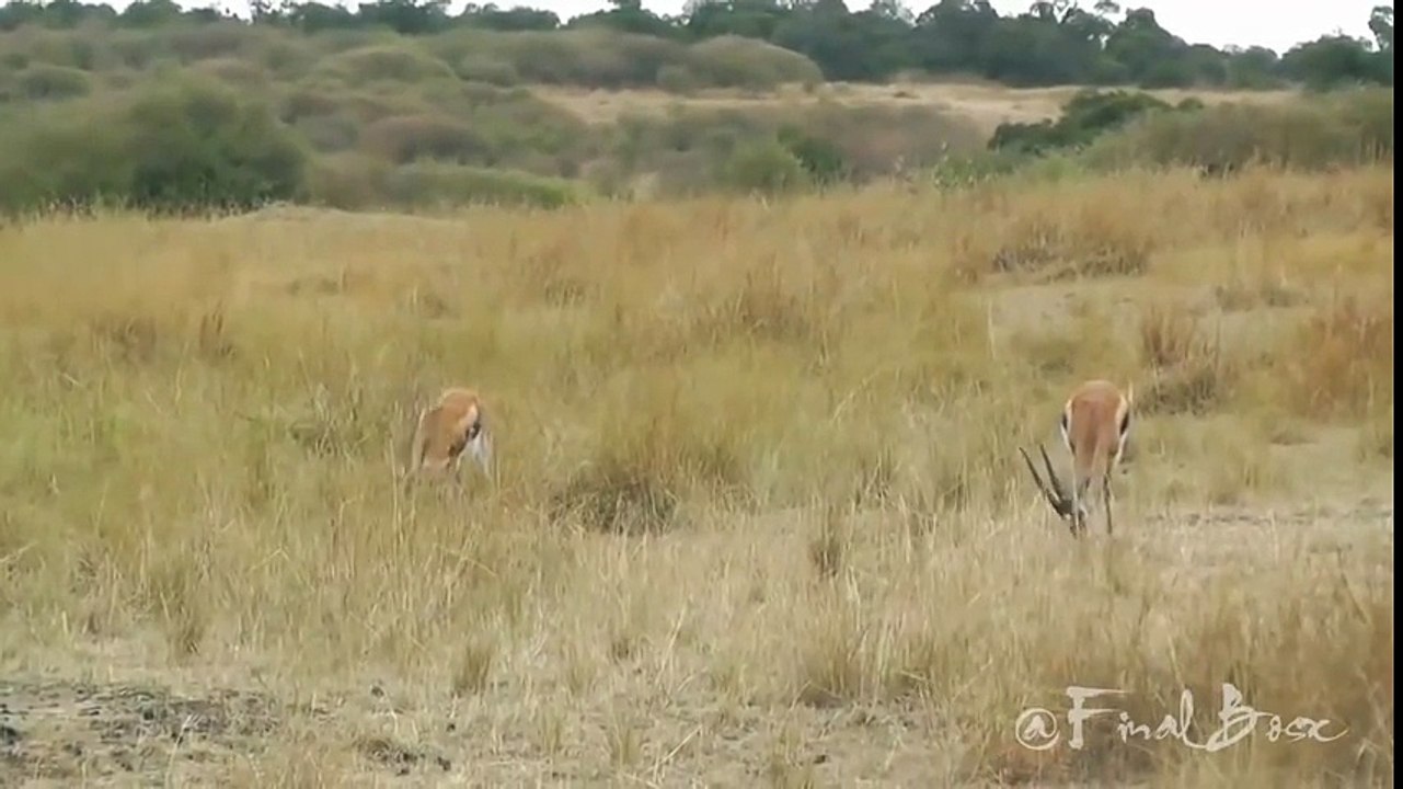Amazing Leopard Brings Down a Gazelle
