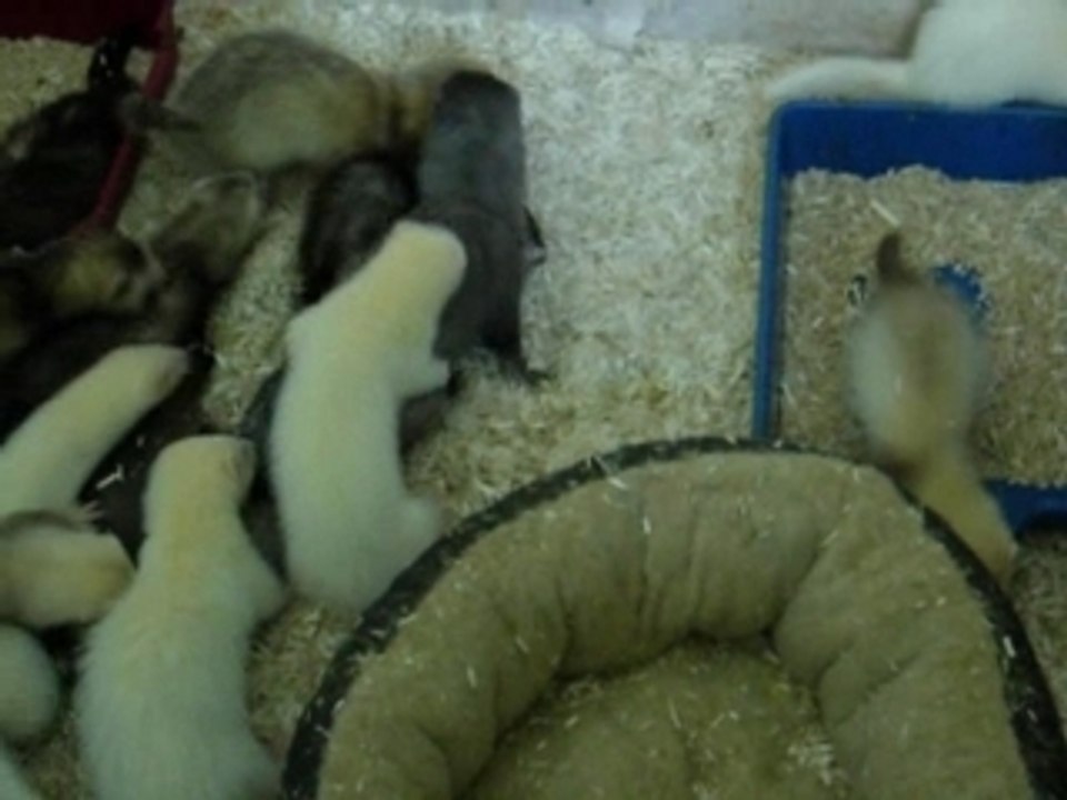 Lhaôs et les bébés
