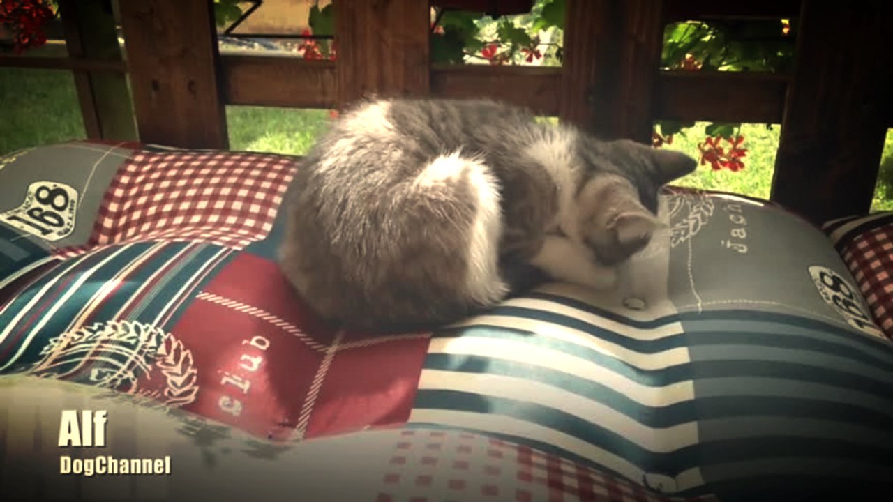 Our Kitty playing with her tail