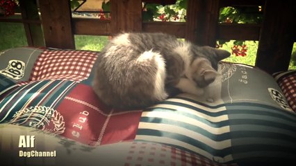 Our Kitty playing with her tail