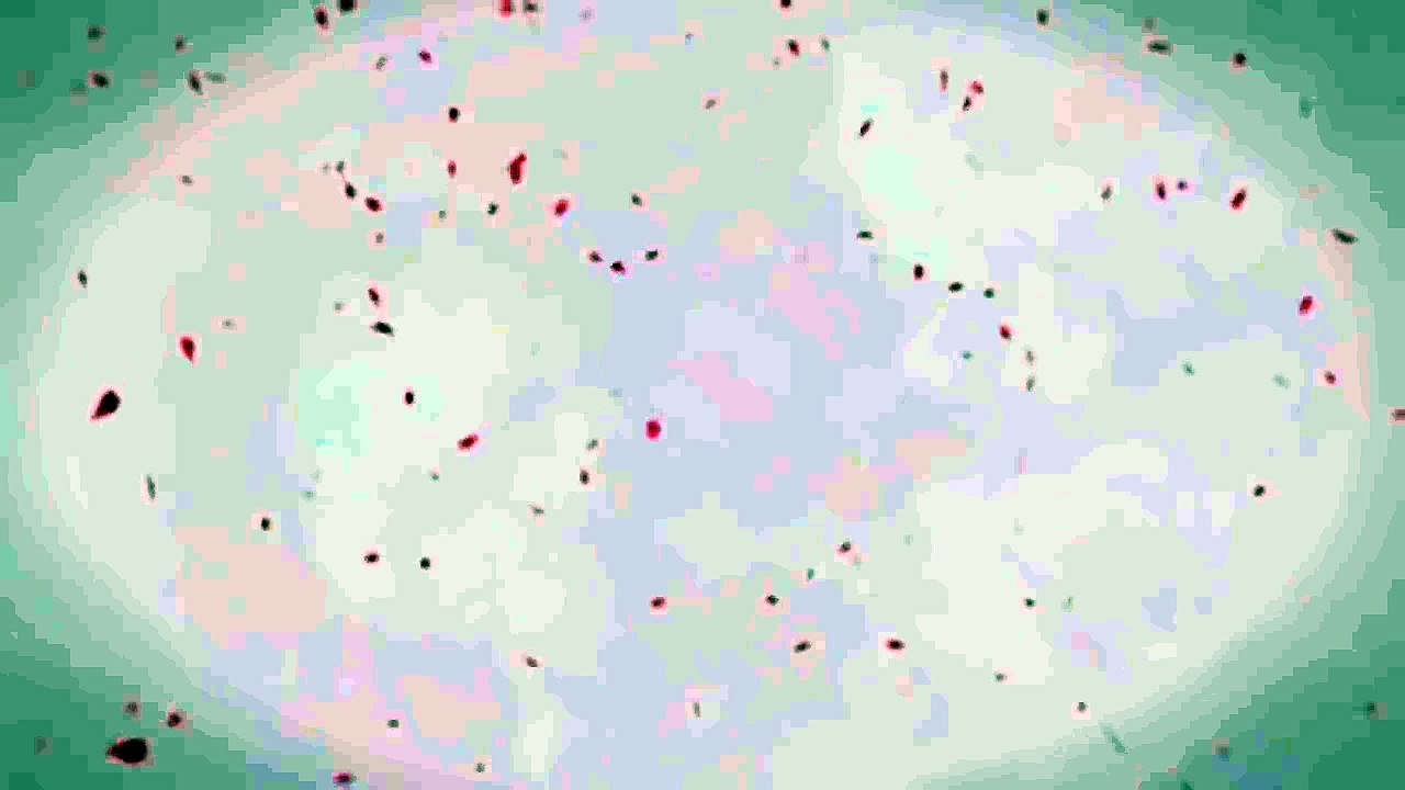 Kuzu no Honkai