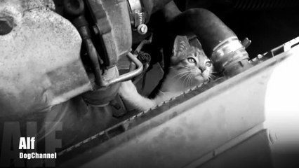 Kitty Marinalike to sleep inside car engine