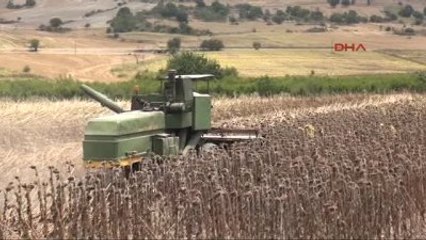 Osmaniye'de Ayçiçeği Hasadı Başladı