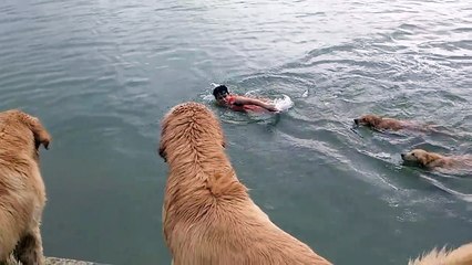 Nager avec son Golden Retrievers