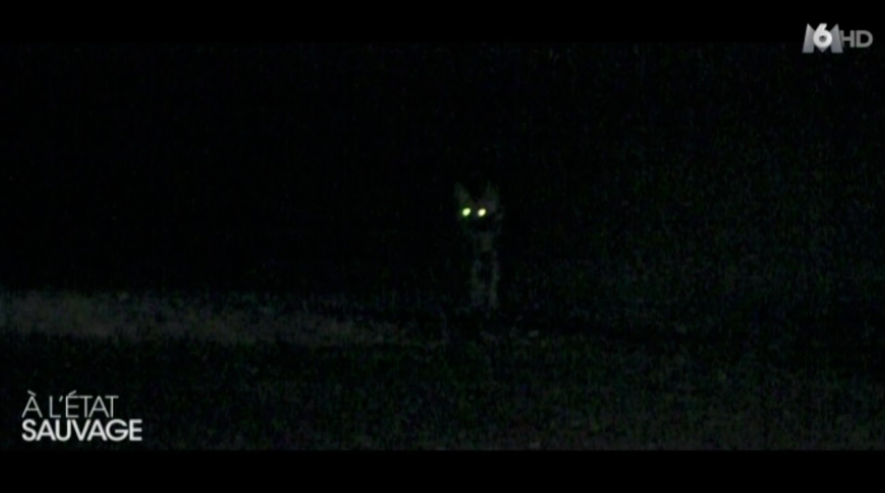 Michaël Youn à l'état sauvage ! Zapping People du 29/06/2016 par lezapping