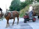 Faire les foins au cheval (Montdenis, Savoie Maurienne) 3