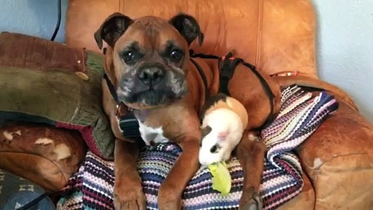 Quand un cochon d’Inde redonne vie à un chien malheureux en fauteuil roulant !