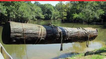 Sinker Cypress Wood for Sale - Sinkertreasures.com