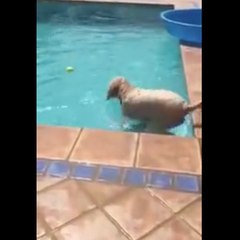 The most intelligent dog in the world