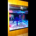 NuTro Calming Coffee Table Aquarium Fish Tank for Office Home Hospital Spa Decor
