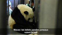Des bébés pandas jumeaux voient le jour à Macao