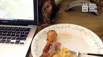 Faire semblant de dormir pour voler le poulet