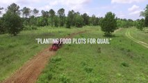 Planting Food Plots for Upland Birds