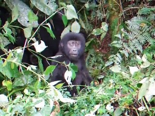 Bébé Gorille trop mignon essaye de se frapper le torse