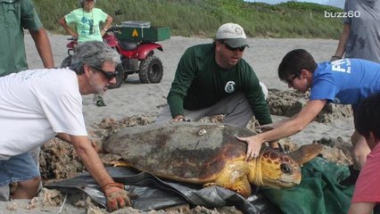 Upside Down Sea Turtle Saved by Rescue Team