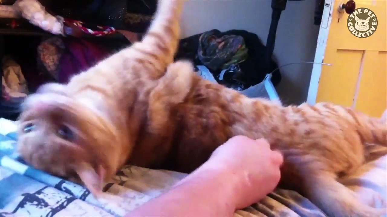 Funny Wild AF Cat Pet Video Compilation 2016