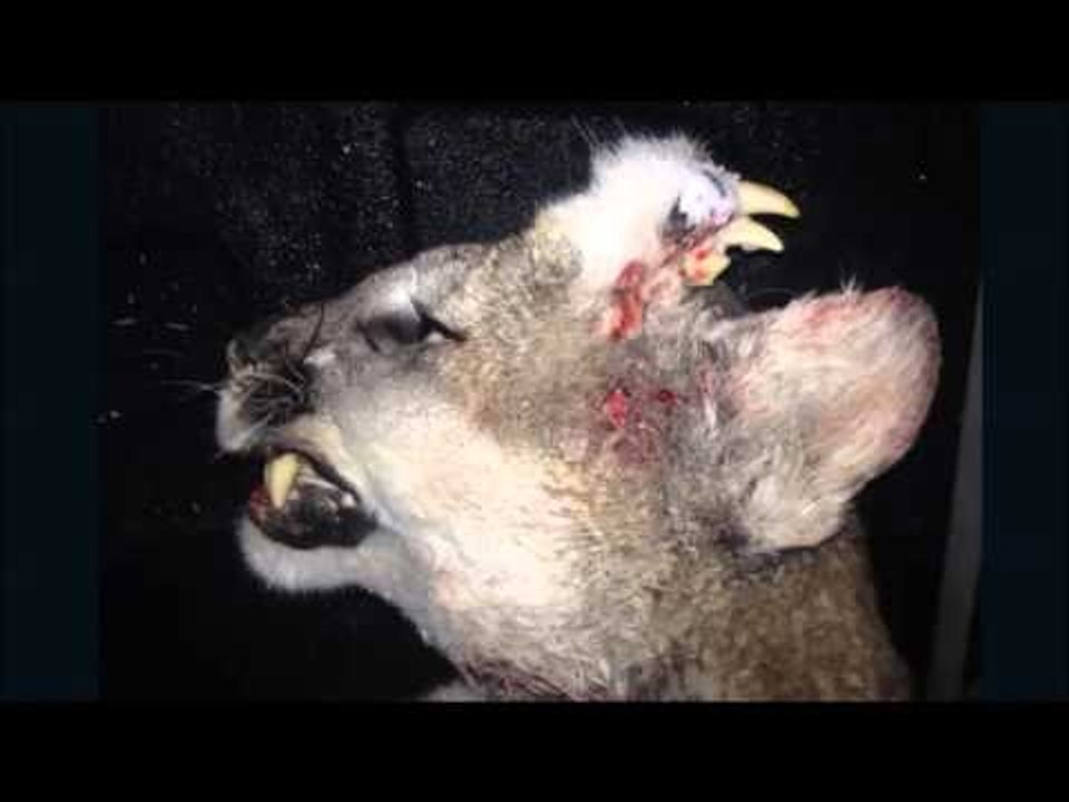 Deformed mountain lion a mystery