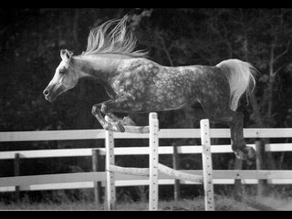 Les chevaux ma passion