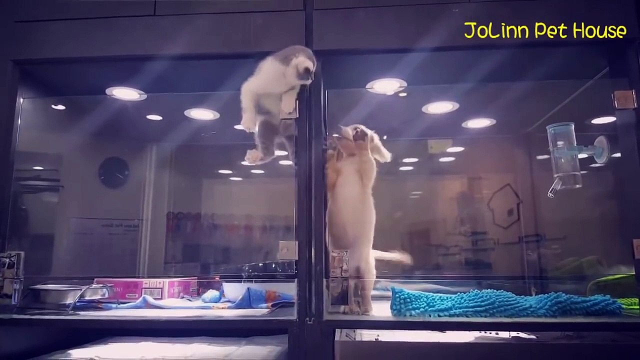 DÉCHIRANT... Quand un chaton tente tout pour rejoindre son ami le chiot enfermé de l'autre côté de la vitre dans une animalerie
