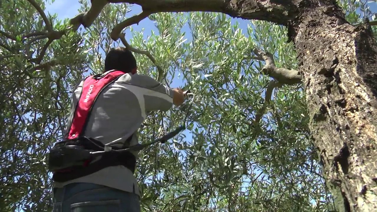 INFACO F3015 en Oléiculture FR