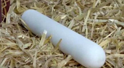 Já conheces os ovos extra longos? Eles existem mesmo! A maneira como são feitos é espantosa!