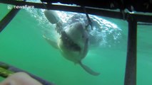 Angry great white shark crashes into diving cage
