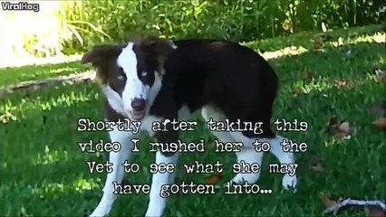 Quand ton chien tombe sur des champignons hallucinogènes
