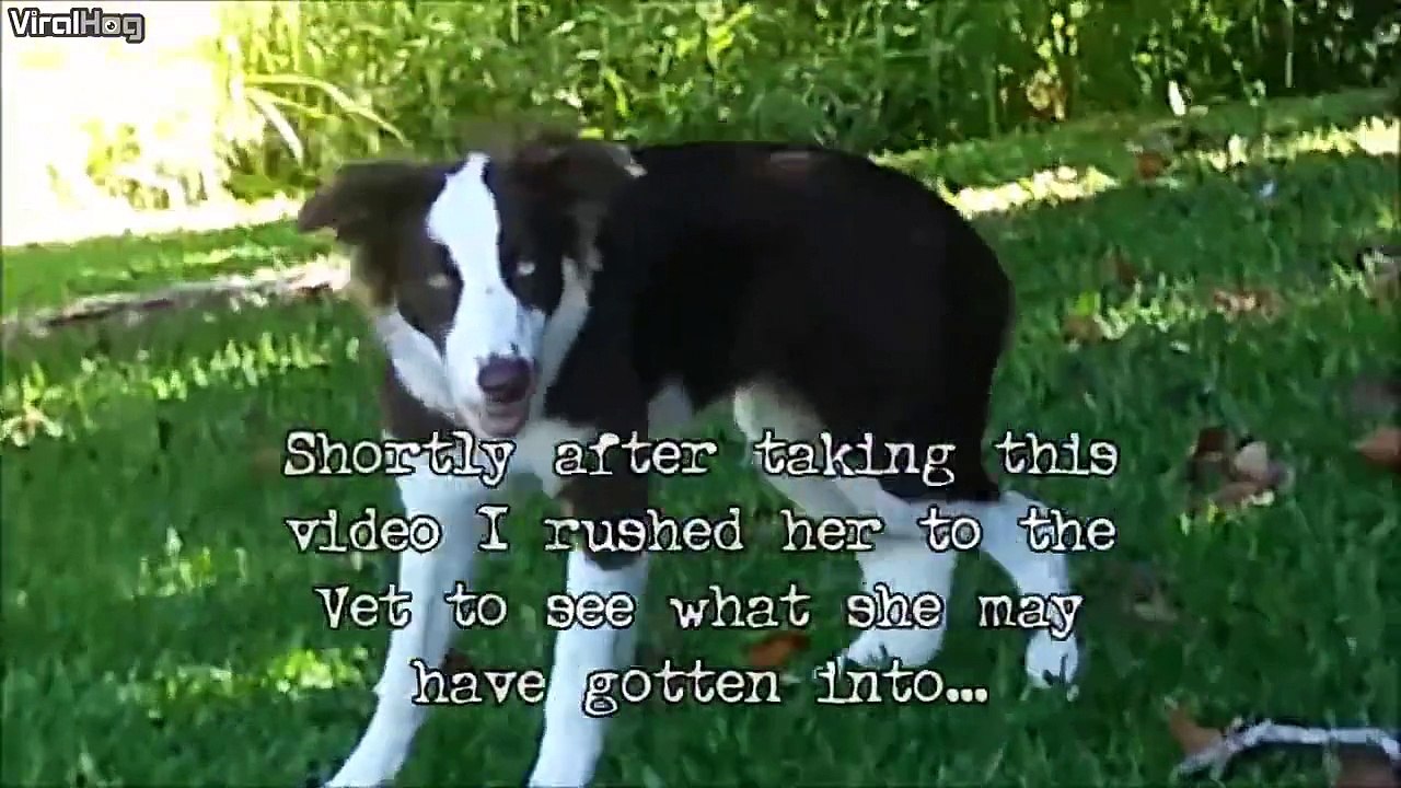 Quand ton chien tombe sur des champignons hallucinogènes