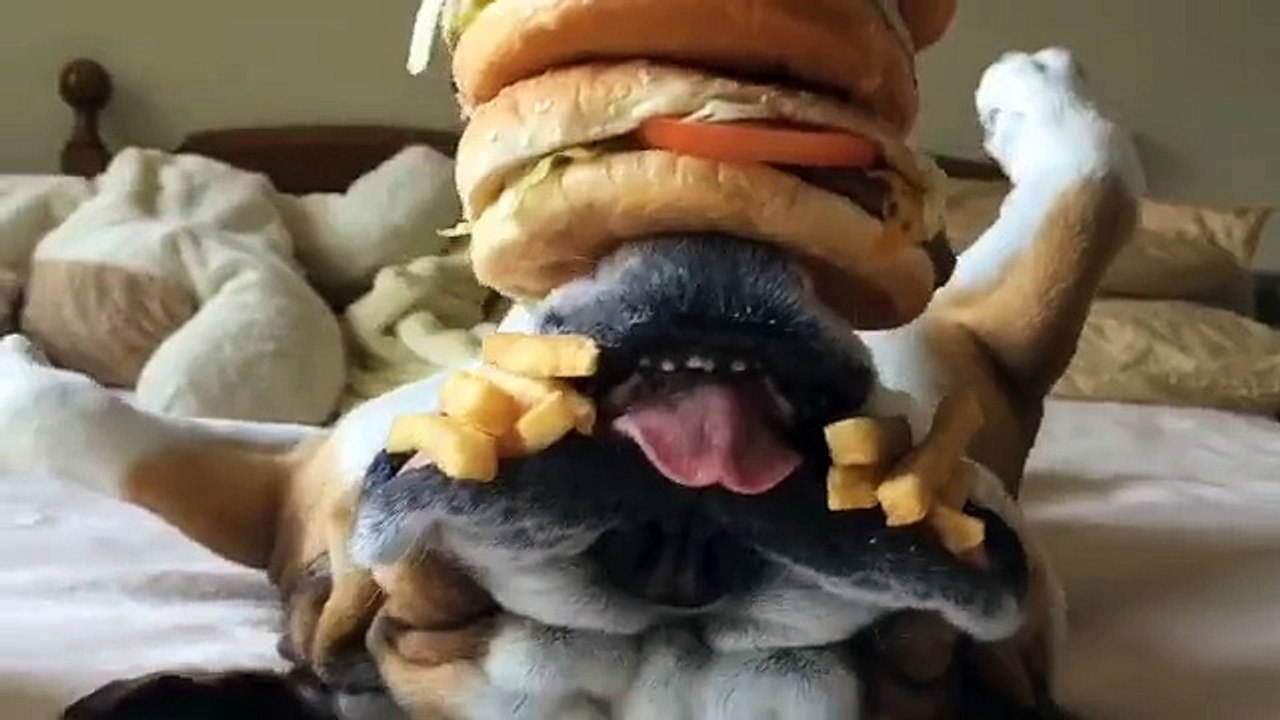 Il fait une tour de burgers et de frites sur son chien qui dort... Imperturbable!