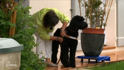 Chien hybride : Un labradoodle pour une malvoyante (Vendée)