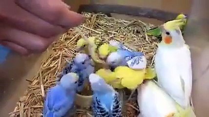 Parrot finches world