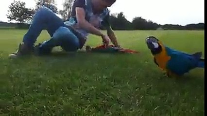 Parrot finches world