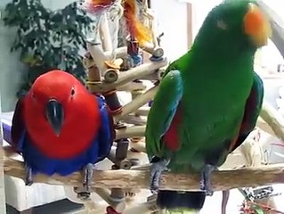 Parrot finches world