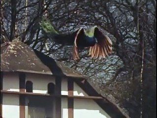 ‎عالم الطيور Birds of the World‎