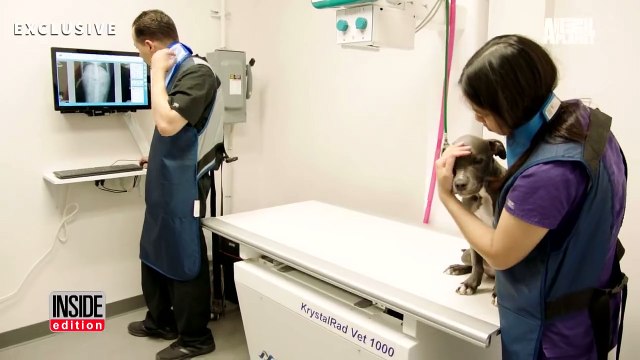 Ce pitbull souffre terriblement, puis ce que le vétérinaire retire de son ventre? OMG!