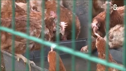 Haute-Savoie : 1500 poules pondeuses sauvées