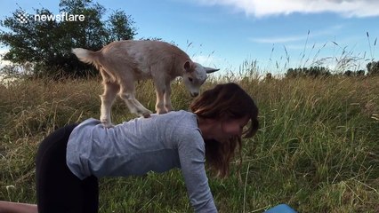 Instructor does yoga with a baby goat on her back