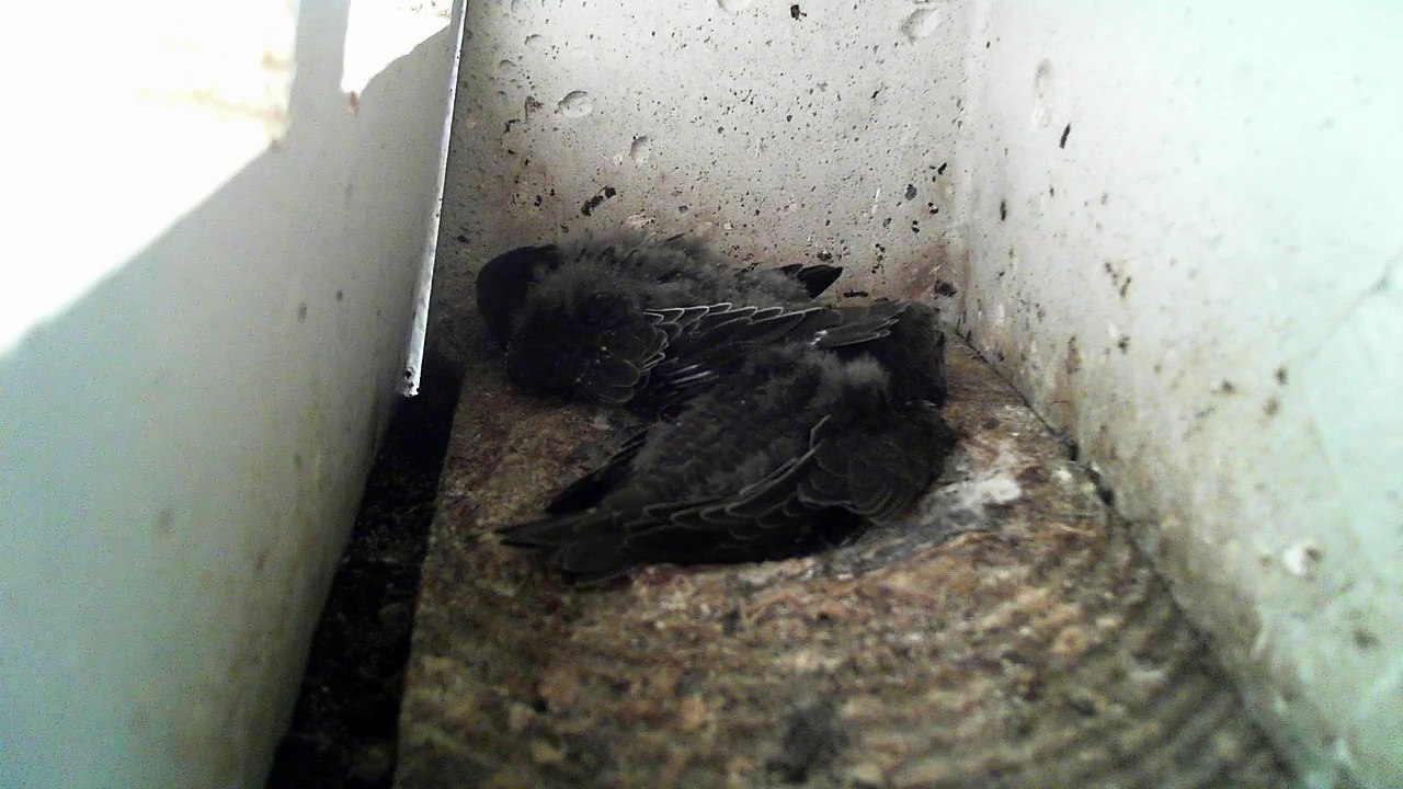 Mauersegler Nestcam 2016.22 - 29. Juni - In Nest 1 schon recht gross