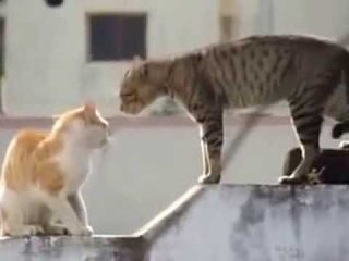 Very funny a battle between cats