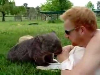The Happiest Baby wombat in The World !