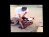 شاب يغامر و ينقذ كلب سقط داخل بئر‬